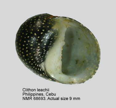 Clithon leachii (3).jpg - Clithon leachii (Récluz,1841)